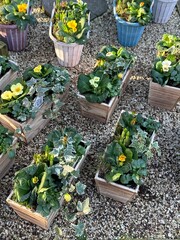 Top view cropped shot of woden plant pots with yellow flowers