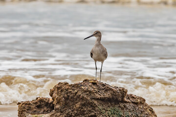 Willet standing on a rock overlooking the surf.
