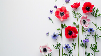 A minimalist arrangement of anemone flowers on a clean white canvas, Valentine's Day, Flat lay, top view, aesthetic background, with copy space