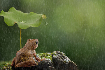 Khiat on the rocks, holding an umbrella with lotus leaf, looking at the rain falling on natural...