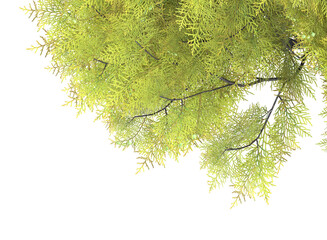 Wild privet tree isolated, bushes shrub and small plants