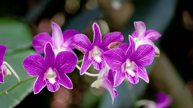 a spray of purple and white orchid flowers growing in singapore botanic gardens of singapore