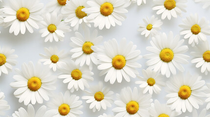 Fototapeta premium Daisy white flowers background