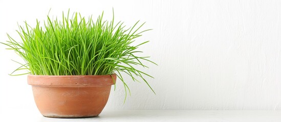 Green grass in a flower pot, white background.