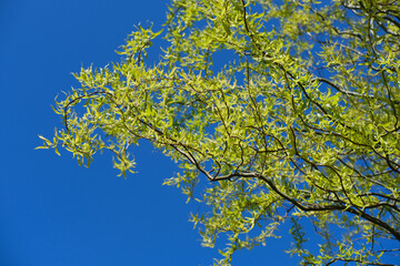Hazel common contorta, deciduous shrub with exotic curved twisted shoots, yellow catkins against...