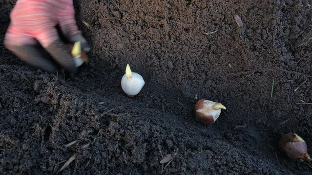 Close up view of daffodil and tulips bulbs and hand. A hand plants a row of daffodil and tulips bulbs in the soil in a flower bed. Gardening concept.