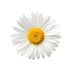 White Daisy flower topview isolated on transparent background