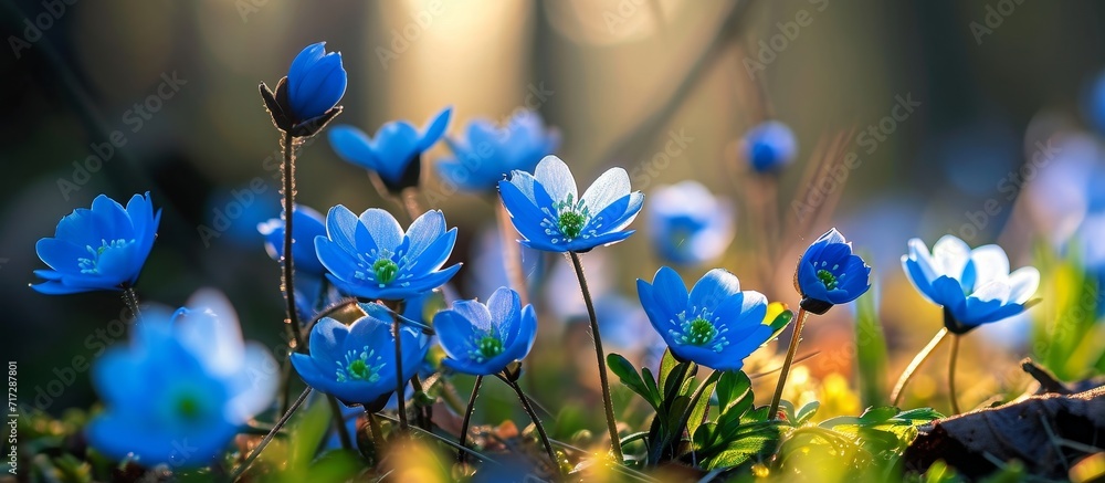 Sticker Early morning sun illuminates closeup spring flowers in blue.