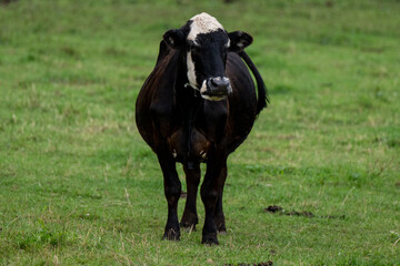 Obraz na płótnie Canvas A black cow with a white patch on its head. The large bull is standing on a lush green grassy field of a farm. The animal is chewing and its mouth is twisted. The strong ranch animal is staring ahead