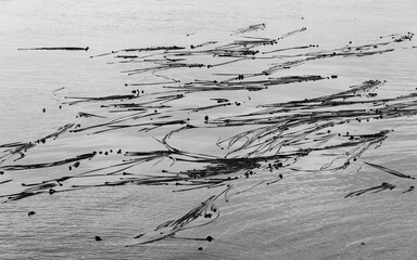 Bull kelp along the shore of Stuart Island, San Juan Islands, Washington