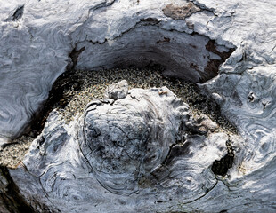 Intricately patterned driftwood 