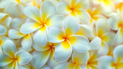 Fototapeta na wymiar Tropical frangipani flowers in full bloom generative ai