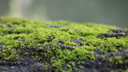 Beautiful green moss growing on a dead tree trunk