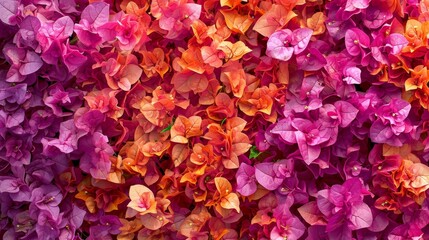 Fototapeta premium Tropical paradise with vibrant bougainvillea generative ai