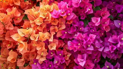 Foto op Canvas Tropical paradise with vibrant bougainvillea generative ai © ThisDesign