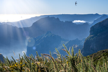 Picturesque view from the summit of a volcanic island with a swallow flying by on a sunny summer...