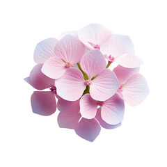 flower - Hydrangea flower cluster, pink in color, symbolizes a love that is sweet, tender, and sincere, with droplets of water clinging to it.