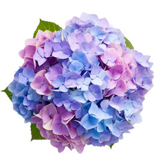 flower - Sweet blue, purple, and pink-tinted Hydrangea flower cluster