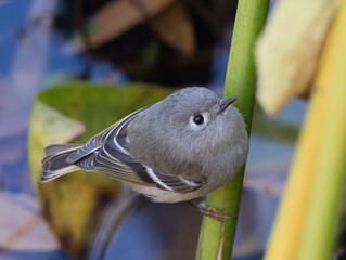 Close Up of a Female Ruby-Crowned Kinglet Perched on a Twig and Photographed From Above