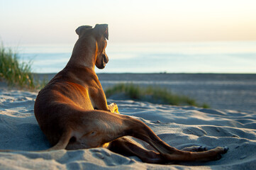 italian greyhound dog on the beach