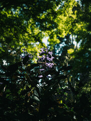Plants in the garden