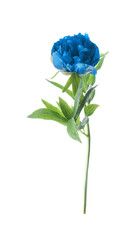 Beautiful blue peony with green leaves on white background