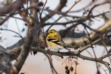 Fototapeta premium American Goldfinch sitting on a branch on an overcast winter day. In winter males and females alike are colored in subtler brown. Flocks of goldfinches congregate in weedy fields and at feeders.
