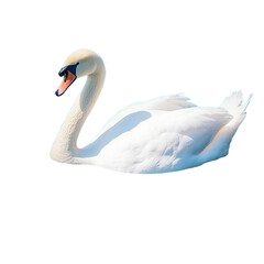 Graceful white swan swimming peacefully on a beautiful lake, surrounded by blue water and nature's tranquility