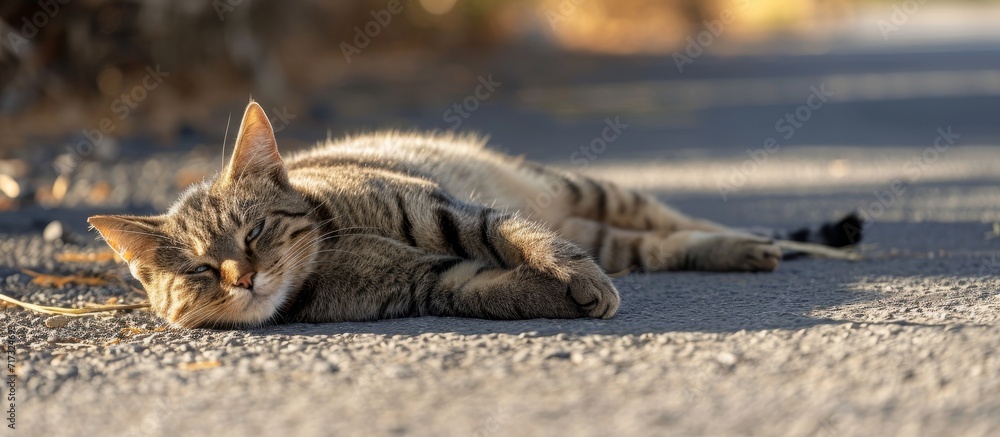 Canvas Prints cat sunbathing on road while grooming fur.