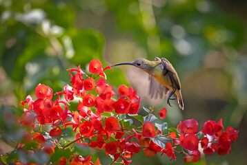 Little spiderhunter on flower. little spiderhunter is a species of long-billed nectar-feeding bird...