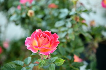 The image showcases a field of these vivid rose flowers in an autumn garden with selective focus, highlighting the intricate details of a single blossoming rose against the blurred backdrop of nature.