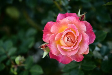 The image showcases a field of these vivid rose flowers in an autumn garden with selective focus, highlighting the intricate details of a single blossoming rose against the blurred backdrop of nature.