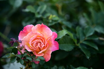The image showcases a field of these vivid rose flowers in an autumn garden with selective focus, highlighting the intricate details of a single blossoming rose against the blurred backdrop of nature.