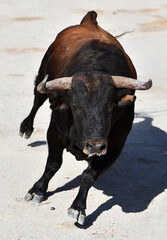 un toro bravo español corriendo en una plaza de toros durante un espectaculo taurino en españa - 717328863
