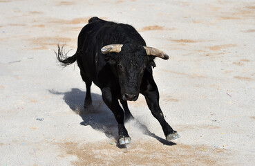 un toro bravo español corriendo en una plaza de toros durante un espectaculo taurino en españa - 717329044