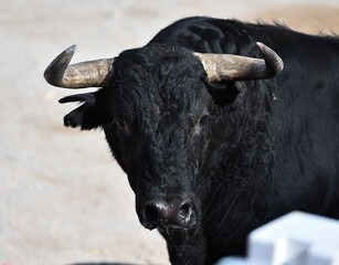 un toro grande español en una plaza de toros durante un espectaculo taurino