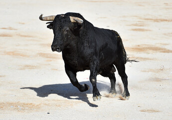 bull with big horns in spain