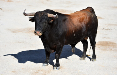 un toro bravo con grandes cuernos en una plaza de toros en españa en un espectaculo de toreo