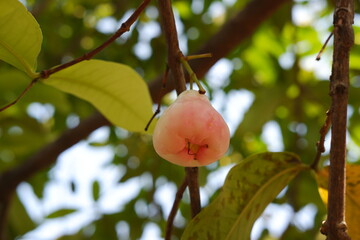 Water Apple Fruit Asian Favorite