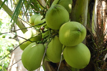 fresh green young coconuts growing on the tree in a garden