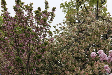 八重桜