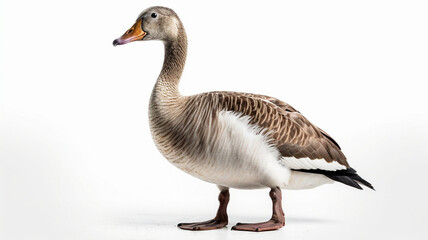 Obraz premium Goose