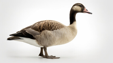 Goose