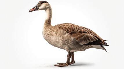 Fototapeta premium Goose