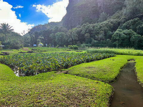 Restored lo&rsquo;i kalo (taro field) in Haena State Park in Kauai.