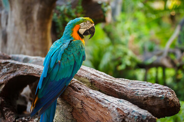 blue-and-yellow macaw (Ara ararauna), also known as the blue-and-gold macaw on wood tree branch