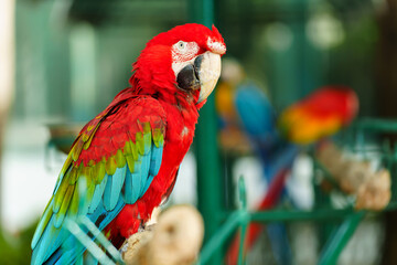 scarlet macaw (Ara macao), red parrot