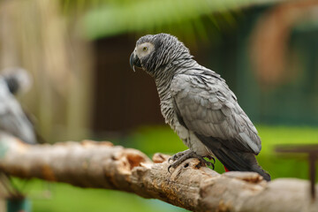African grey parrot (Psittacus erithacus) on wood tree branch