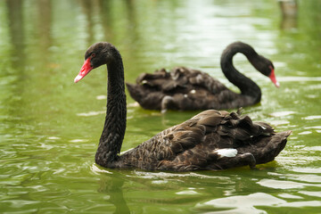 black swan swimming in pond