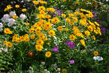 Heliopsis and phlox bushes among the thickets